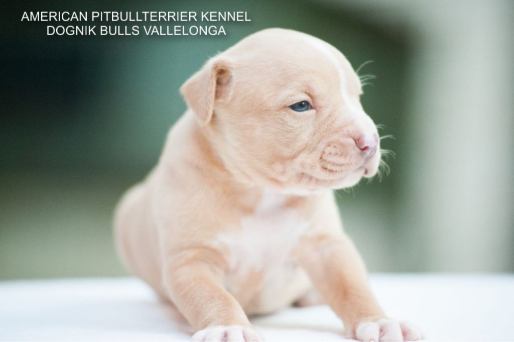 Pitbull puppy for sale Dognik Bulls Vallelonga