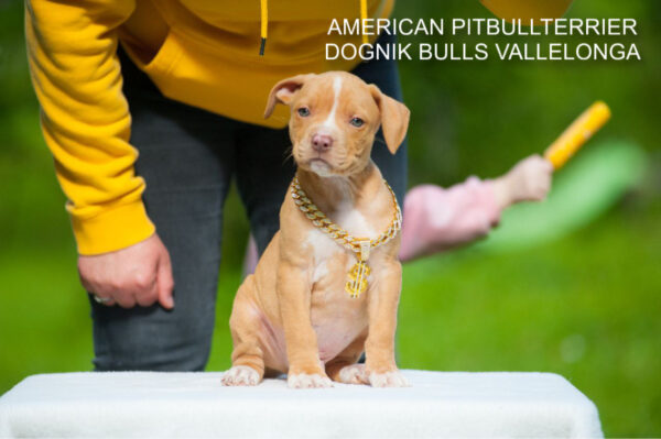 Pitbull puppy for sale
