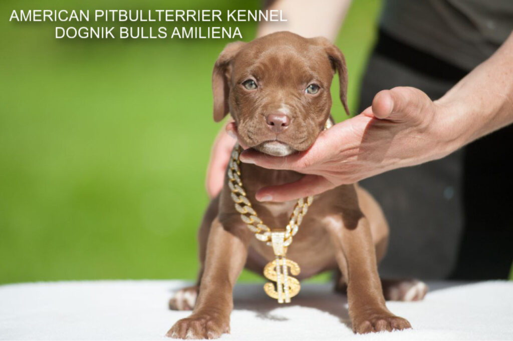 Chocolate pitbull puppy for sale