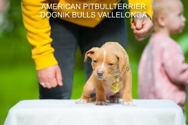 Pitbull puppy for sale