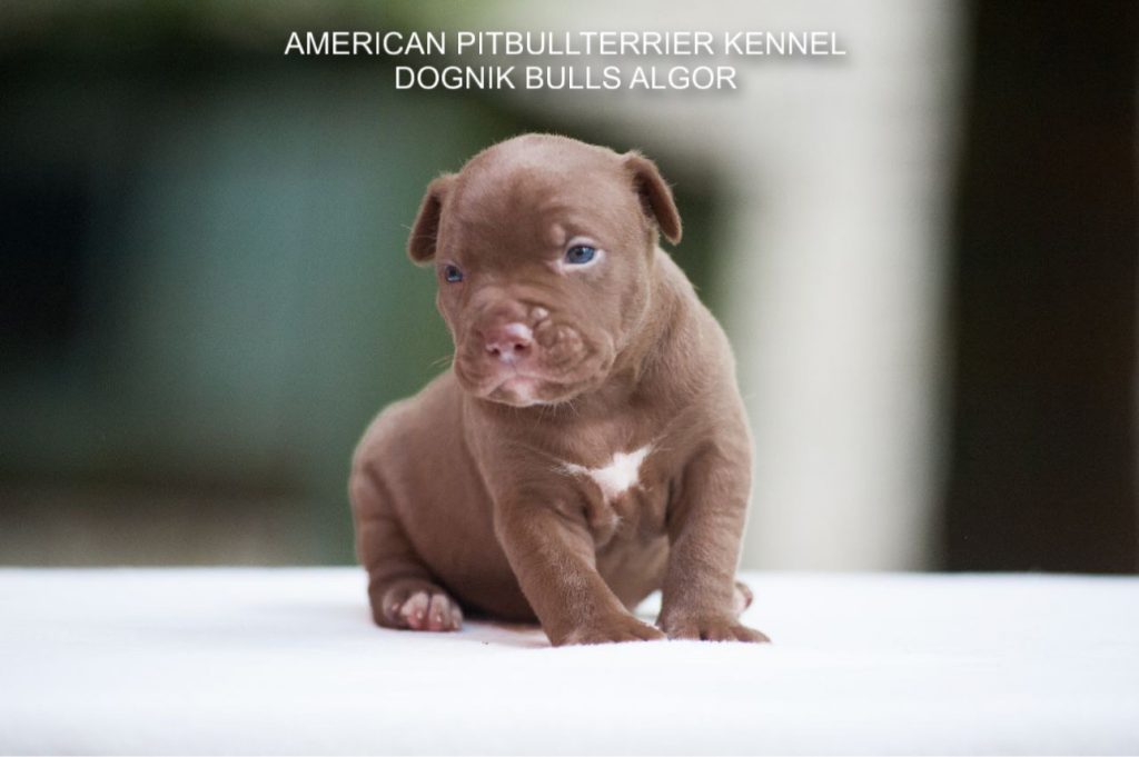 Pitbull puppy for sale Dognik Bulls Algor