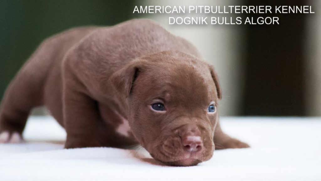 Pitbull puppy for sale Dognik Bulls Algor