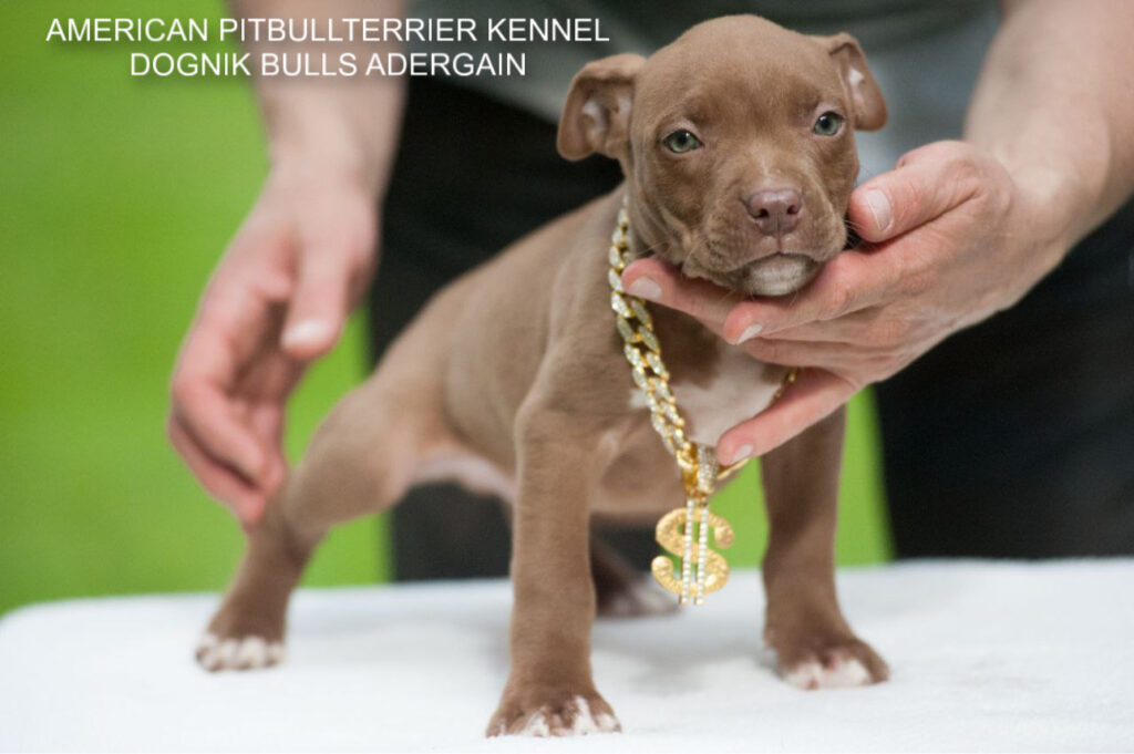 Pitbullterrier Dognik Bulls Adergain