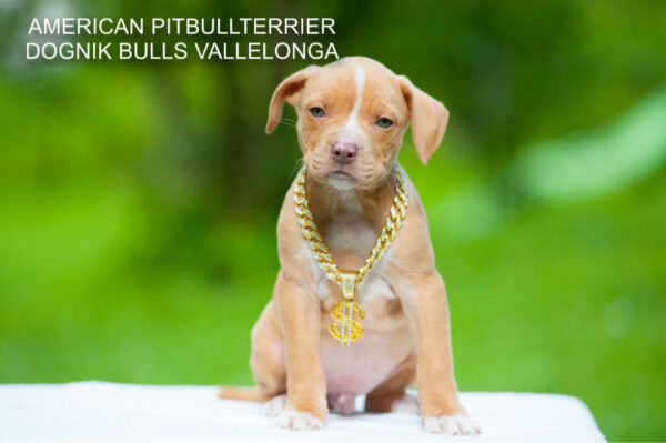 Pitbullterrier Dognik Bulls Vallelonga