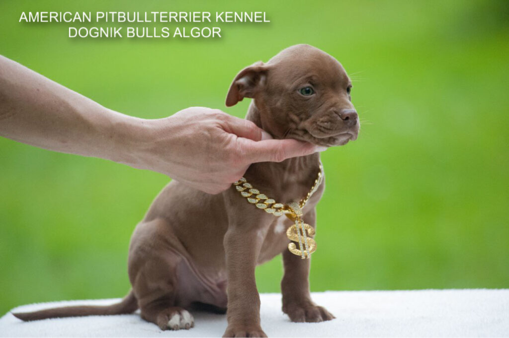 Pitbullterrier Dognik Bulls Algor