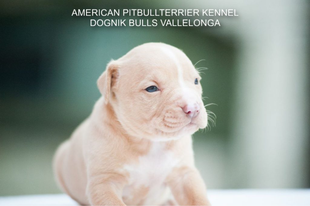Pitbull puppy for sale Dognik Bulls Vallelonga