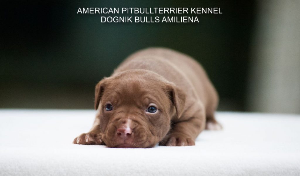 Pitbull puppy for sale Dognik Bulls Amiliena