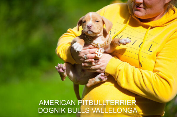 Pitbull puppy for sale