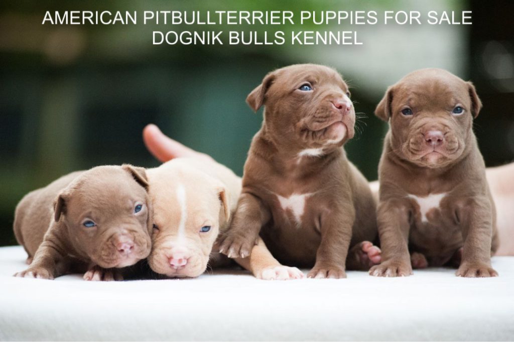 American pitbullterrier puppy