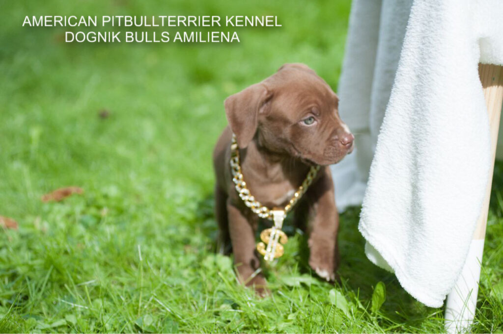 Pitbullterrier Dognik Bulls Amiliena