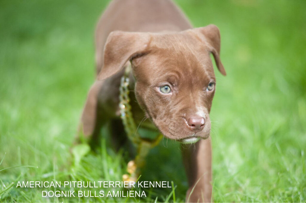 Pitbullterrier Dognik Bulls Amiliena