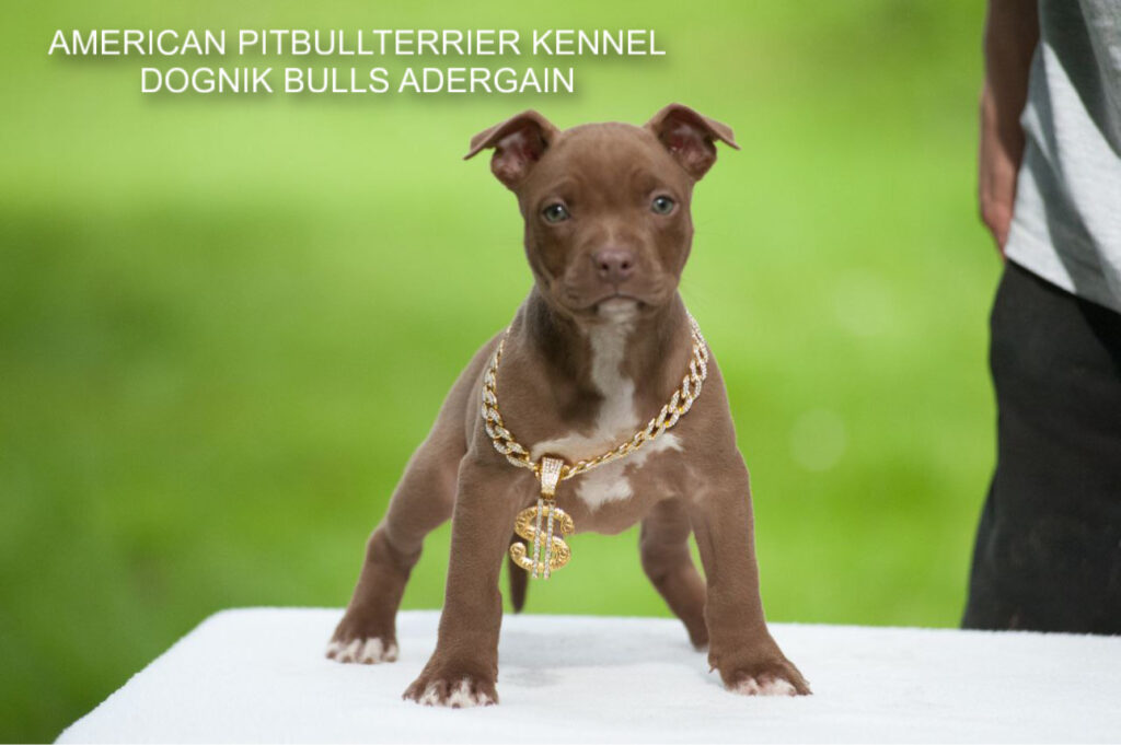 Pitbullterrier Dognik Bulls Adergain