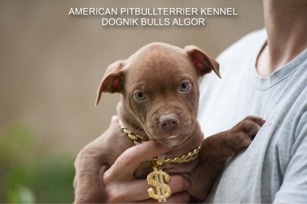 Pitbullterrier Dognik Bulls Algor