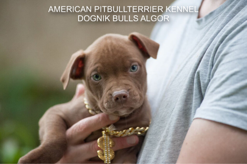 Pitbullterrier Dognik Bulls Algor
