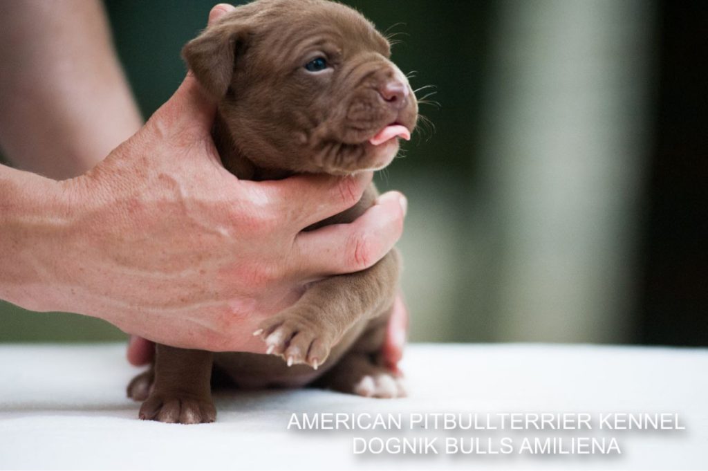 Pitbull puppy for sale Dognik Bulls Amiliena