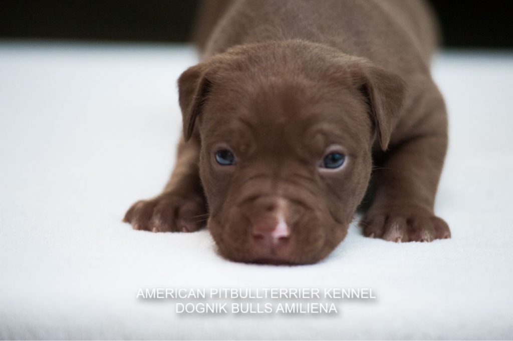 Pitbull puppy for sale Dognik Bulls Amiliena