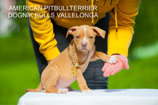Pitbull puppy for sale