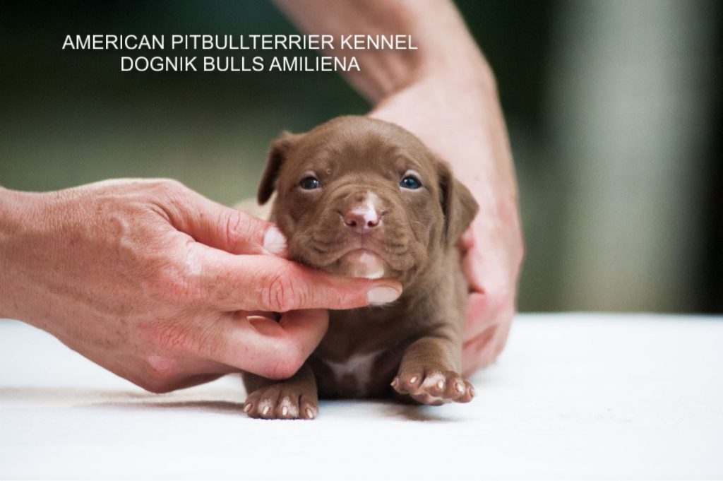 Pitbull puppy for sale Dognik Bulls Amiliena
