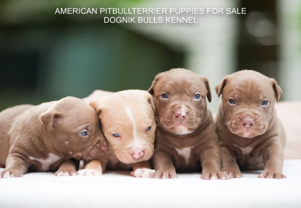 American pitbullterrier puppy