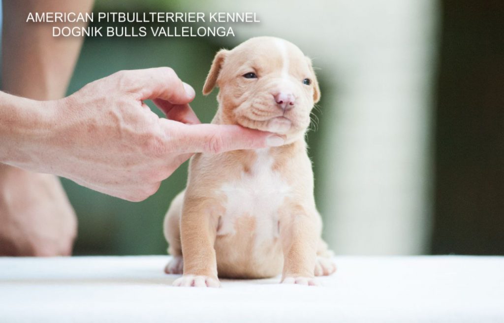 Pitbull puppy for sale Dognik Bulls Vallelonga