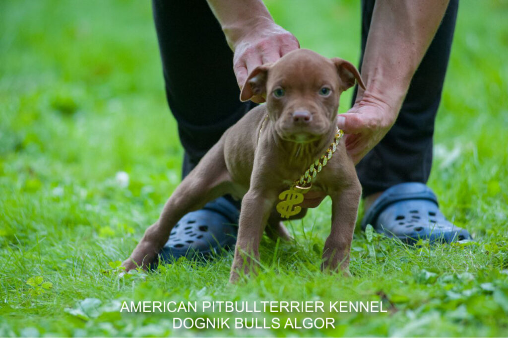 American pitbull terrier