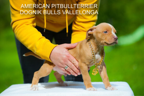 Pitbullterrier Dognik Bulls Vallelonga
