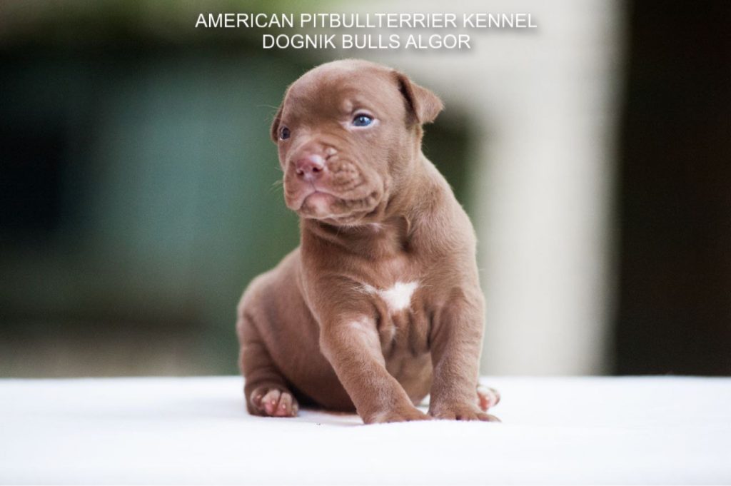 Pitbull puppy for sale Dognik Bulls Algor
