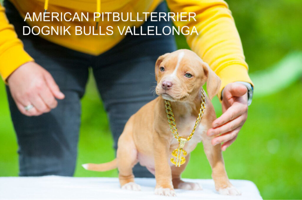 Pitbullterrier Dognik Bulls Vallelonga