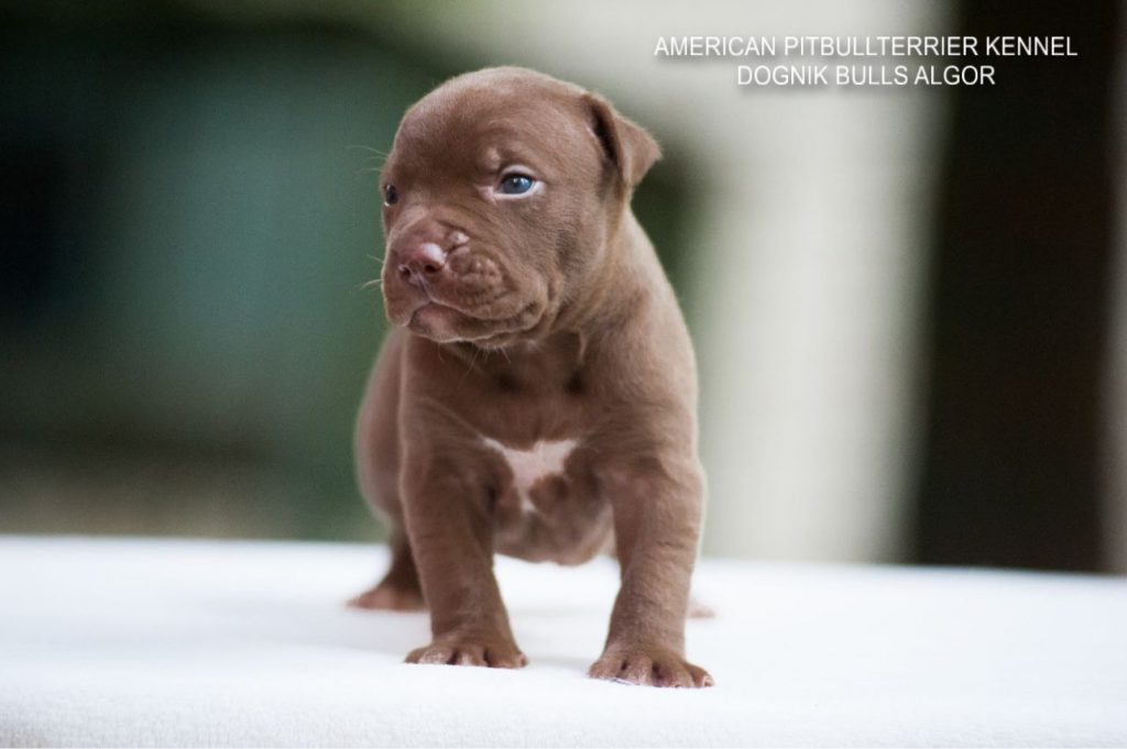 Pitbull puppy for sale Dognik Bulls Algor