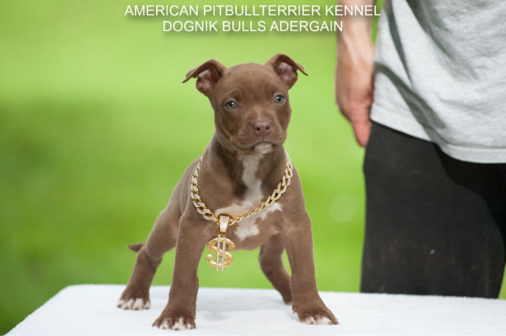 Pitbullterrier Dognik Bulls Adergain