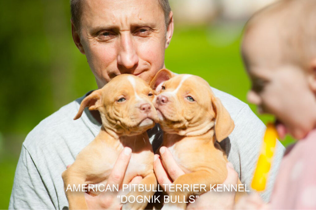 Pitbull terrier kennel puppies for sale