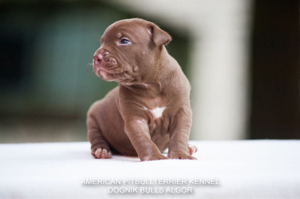 Pitbull puppy for sale Dognik Bulls Algor