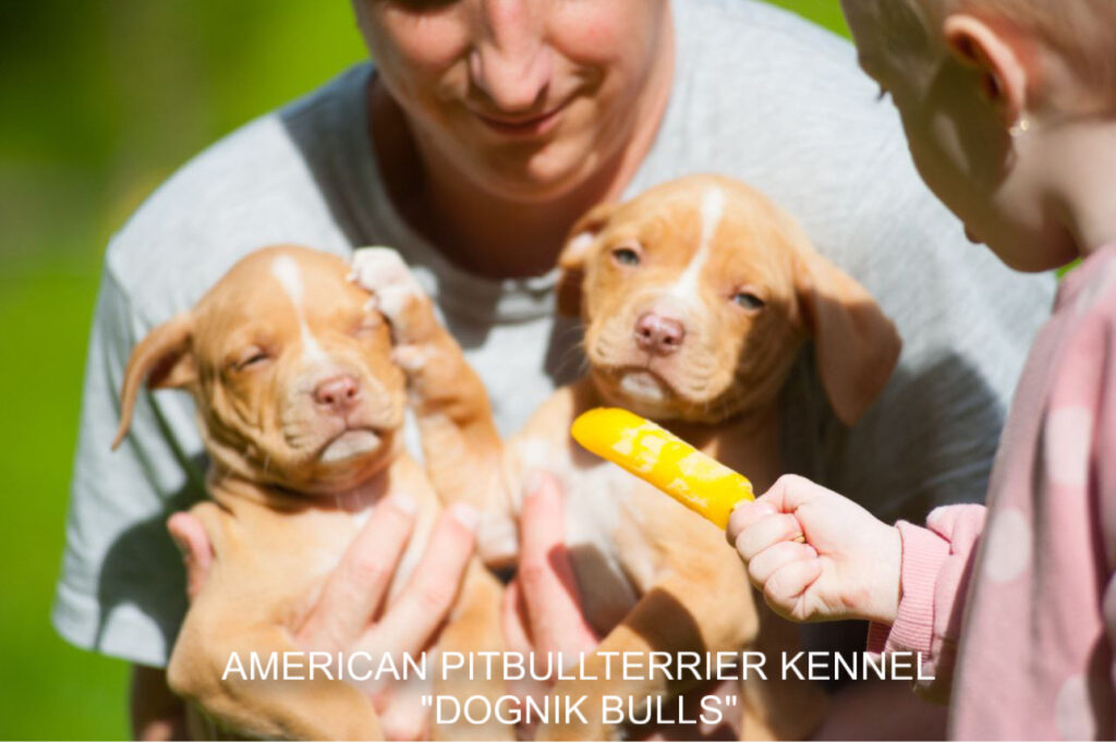 Pitbull terrier kennel puppies for sale