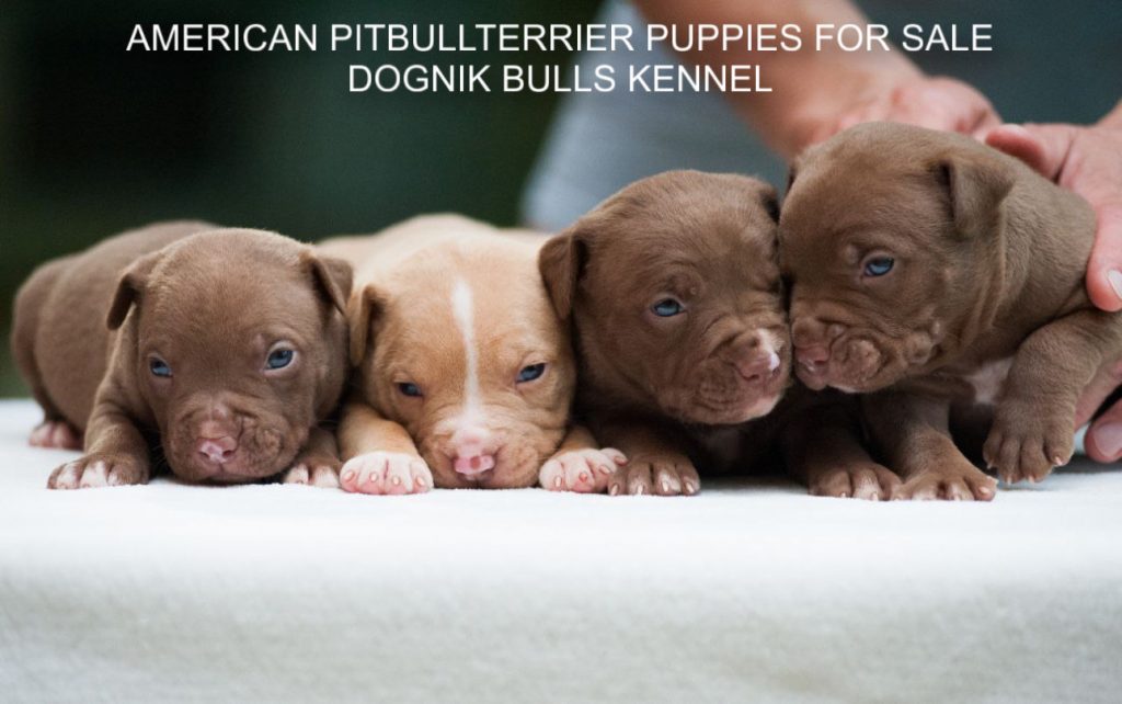 American pitbullterrier puppy