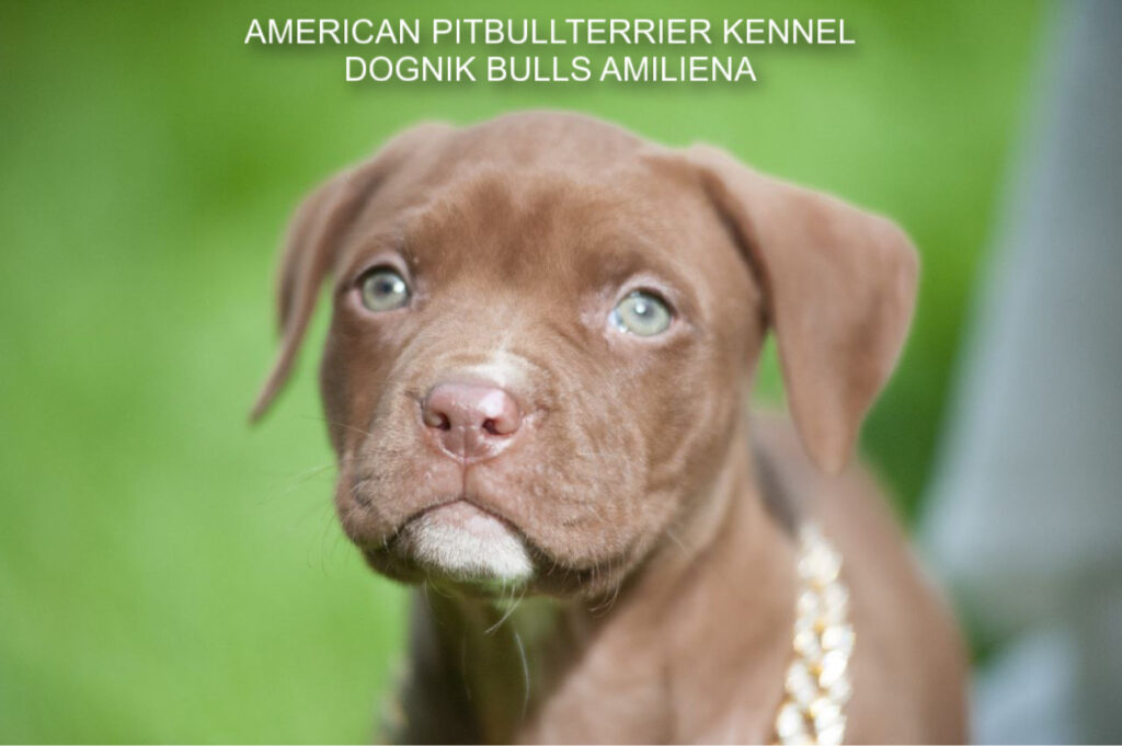 Pitbullterrier Dognik Bulls Amiliena