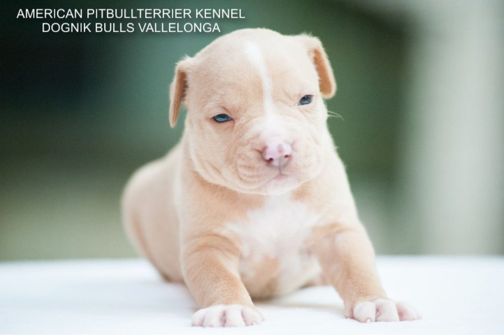 Pitbull puppy for sale Dognik Bulls Vallelonga