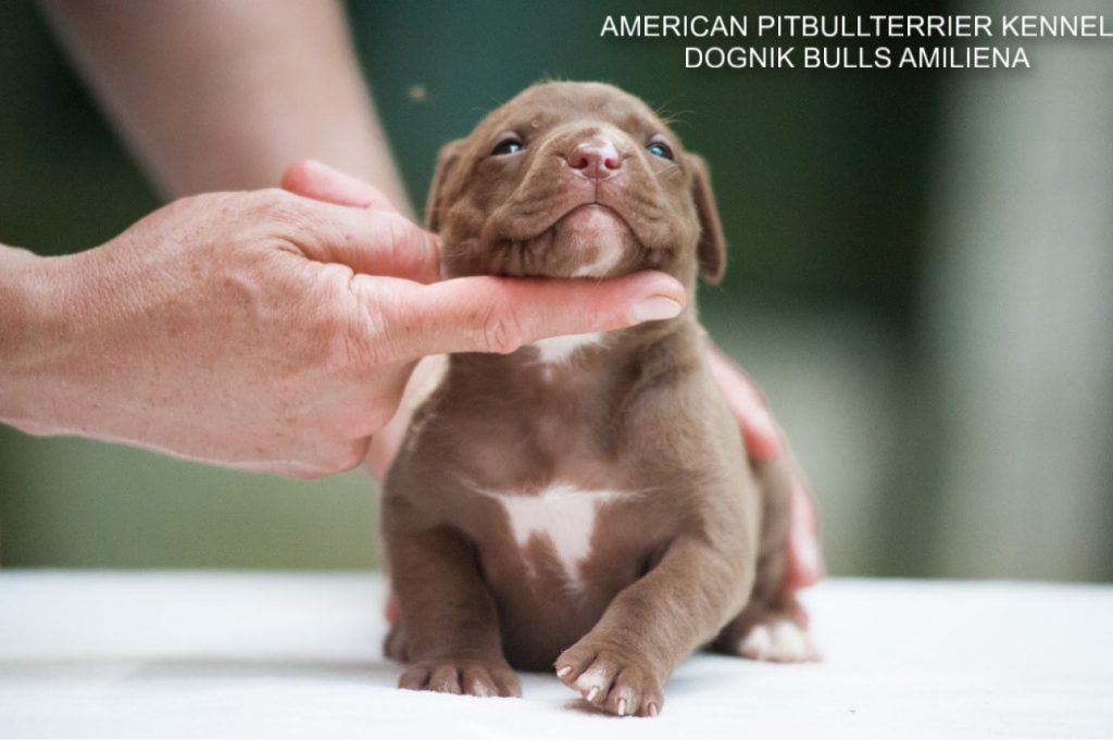 Pitbull puppy for sale Dognik Bulls Amiliena