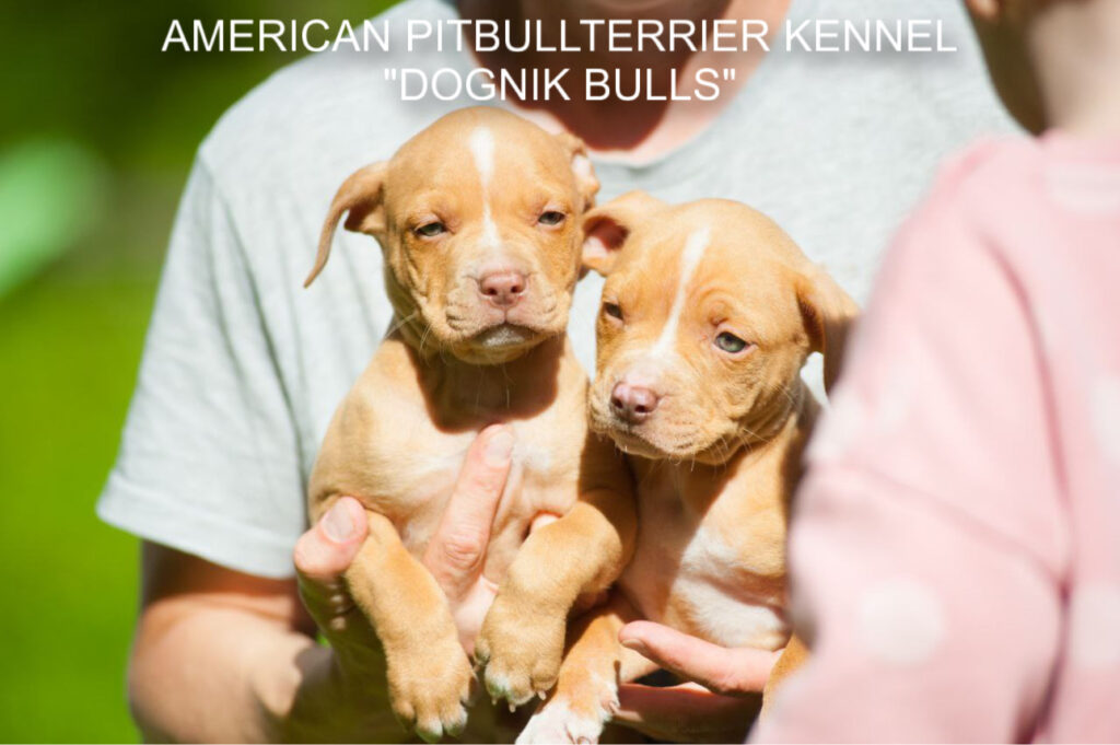 Pitbull terrier kennel puppies for sale