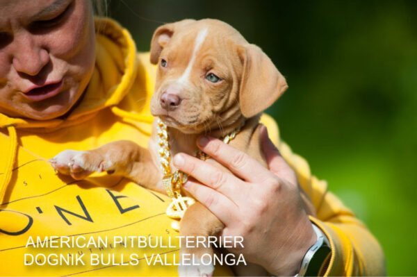 Pitbull puppy for sale