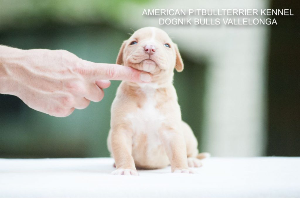 Pitbull puppy for sale Dognik Bulls Vallelonga