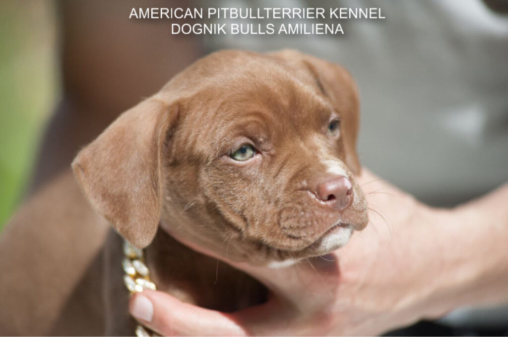 Chocolate pitbull puppy for sale