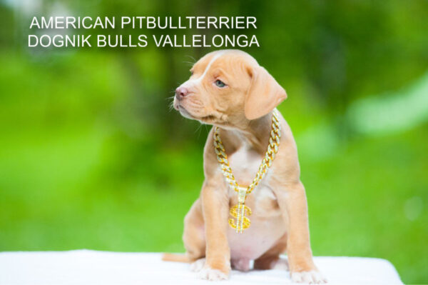 Pitbullterrier Dognik Bulls Vallelonga