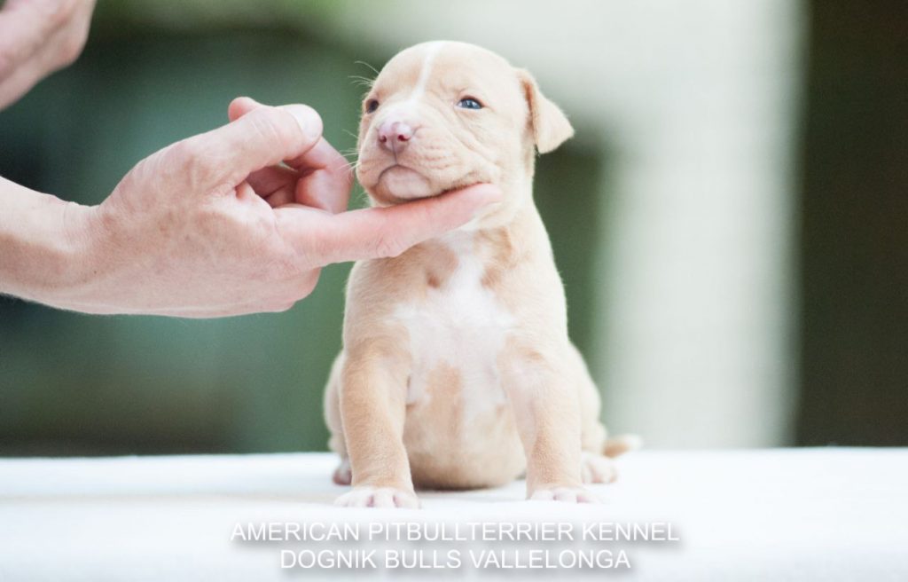 Pitbull puppy for sale Dognik Bulls Vallelonga