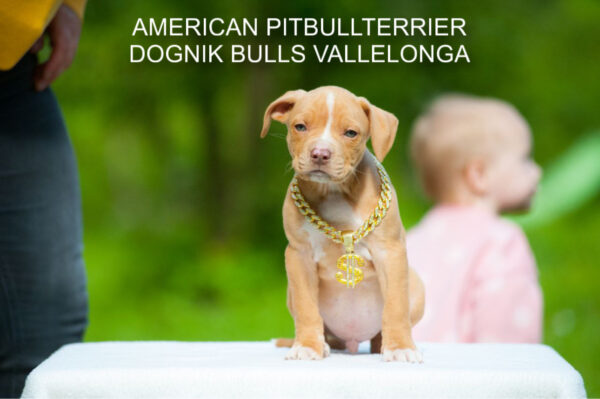 Pitbull puppy for sale