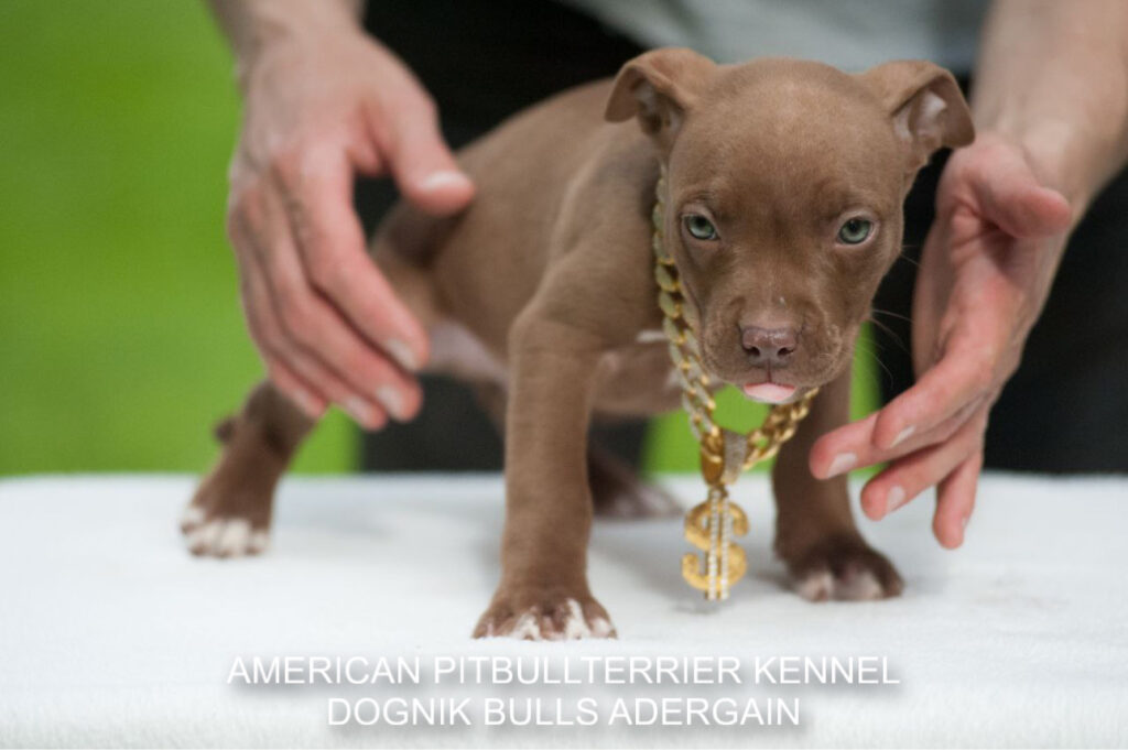 Buy pitbull puppy