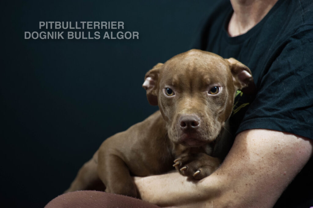 American pitbull terrier puppy Dognik Bulls Algor. For sale from Dognik Bulls kennel. Parents: Dognik Bulls Victor x Dognik Bulls Cutiepie. Vaccianted, microchipped, with ADBA pedigree, pet passport. Pitbull puppy for sale in Europe. European american pitbull terrier kennel Dognik Bulls