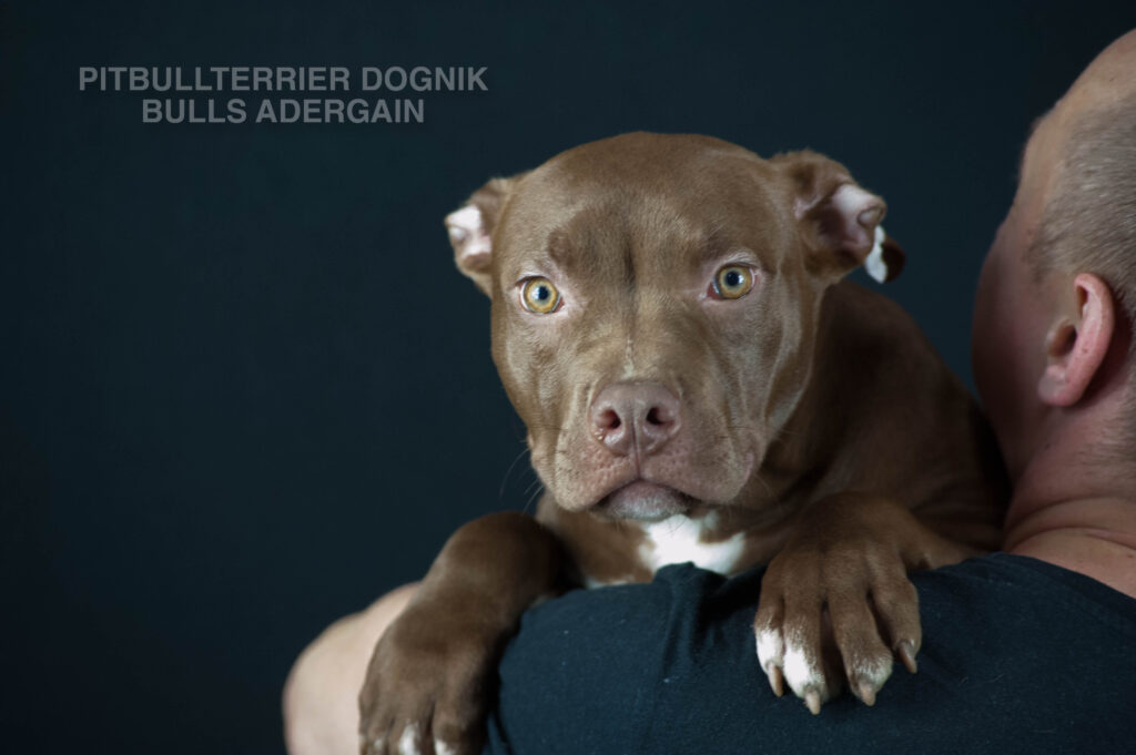 American pitbull terrier Dognik Bulss Adergain for sale. European pitbull terrier kennel Dognik Bulls