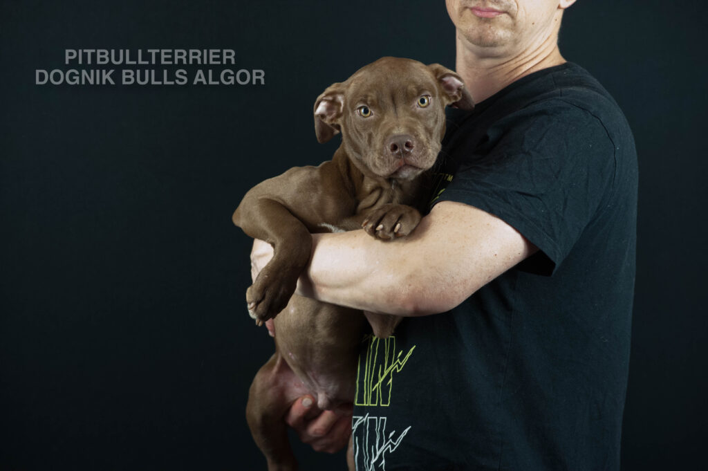 American pitbull terrier puppy Dognik Bulls Algor. For sale from Dognik Bulls kennel. Parents: Dognik Bulls Victor x Dognik Bulls Cutiepie. Vaccianted, microchipped, with ADBA pedigree, pet passport. Pitbull puppy for sale in Europe. European american pitbull terrier kennel Dognik Bulls