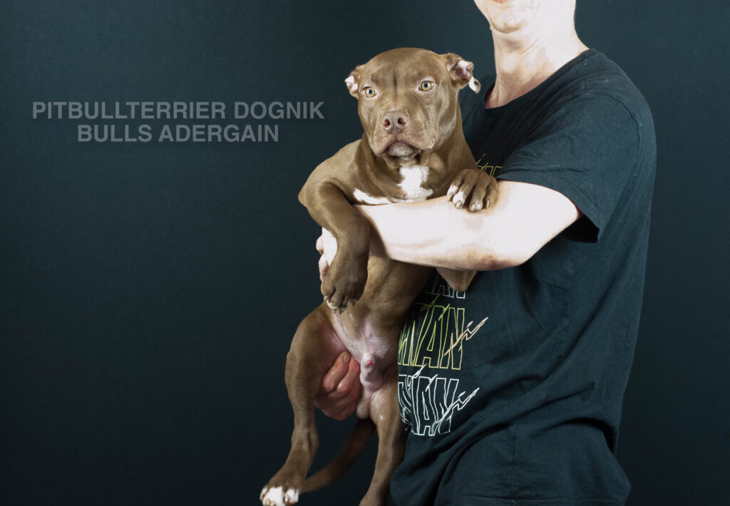 American pitbull terrier Dognik Bulss Adergain for sale. European pitbull terrier kennel Dognik Bulls