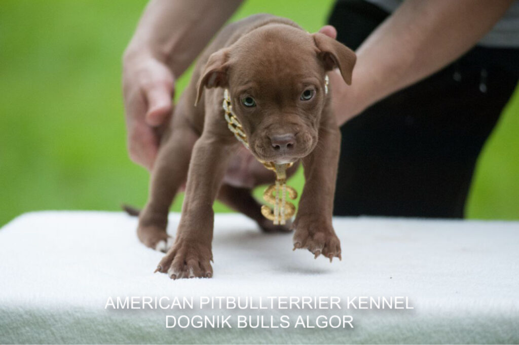 Pitbullterrier Dognik Bulls Algor
